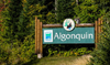 A Comprehensive Guide for camping at Algonquin Provincial Park